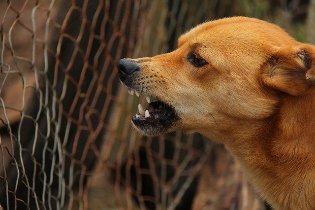 curbing aggression in dogs