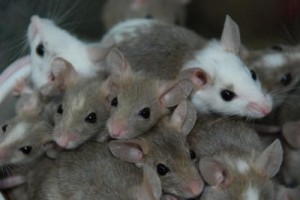 Rats Image