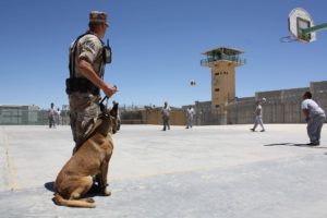 How Police Dogs get training for Several Activities?