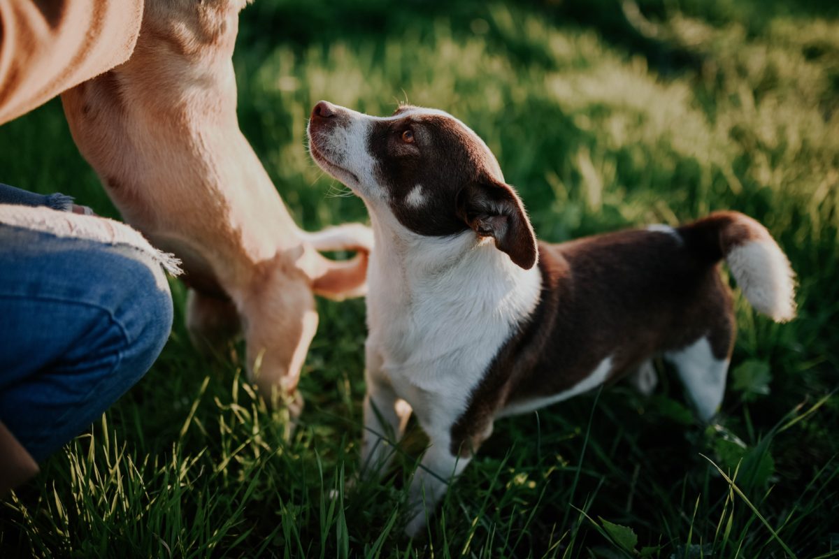 Dog Poop Service for residential buildings