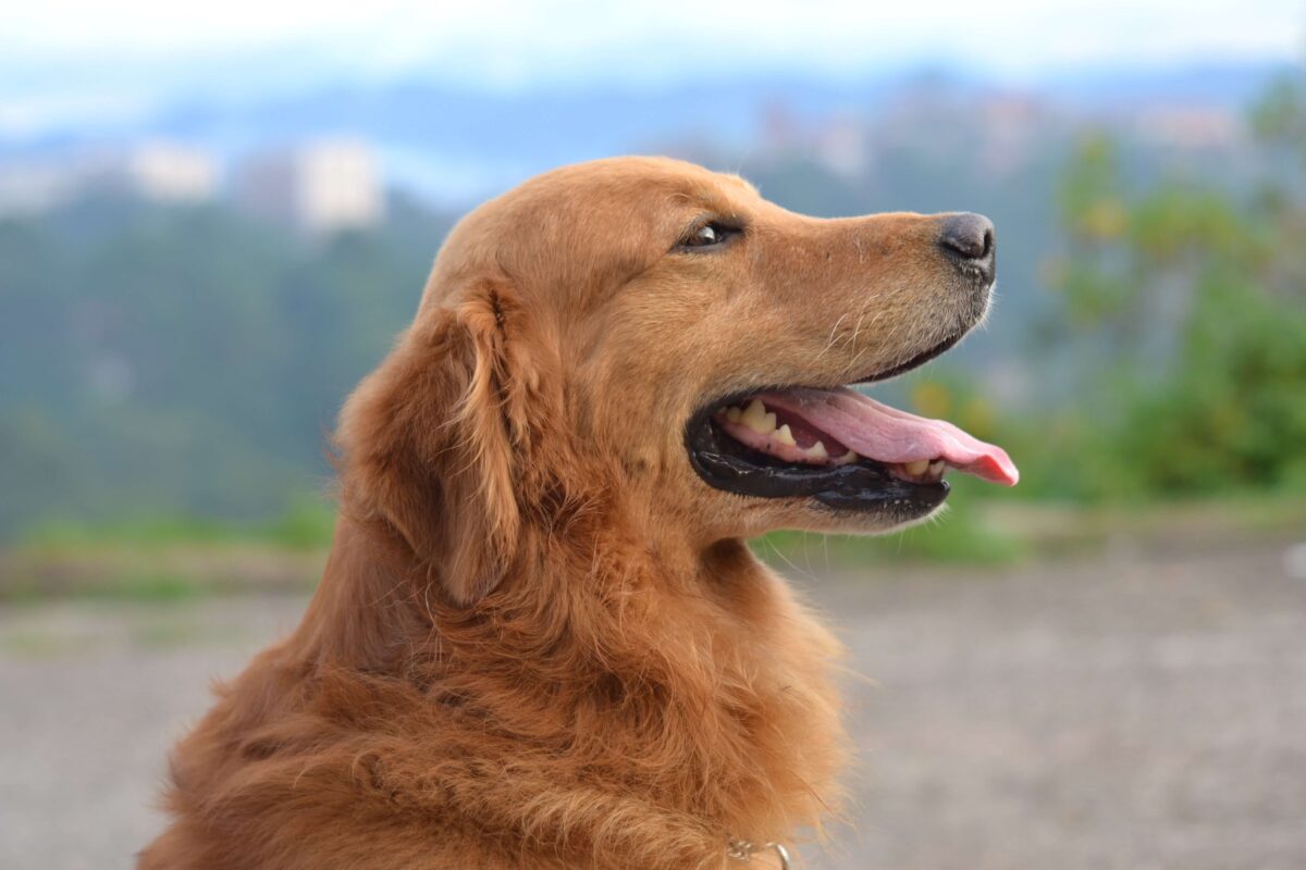 Golden Retriever Dog