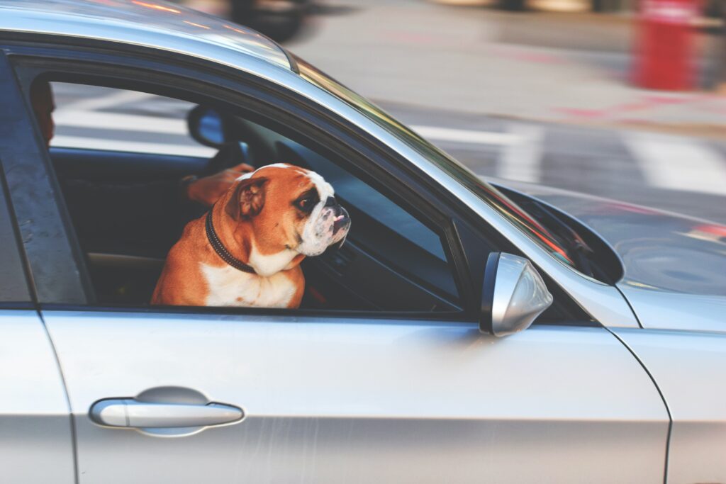 Carry your pooch securely in a vehicle